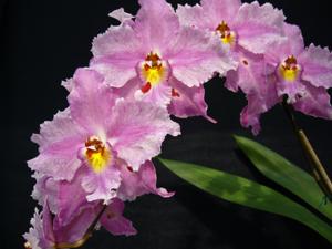 Oncidopsis Teipels Yowa