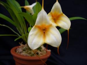 Masdevallia Teipels Vanilleeis