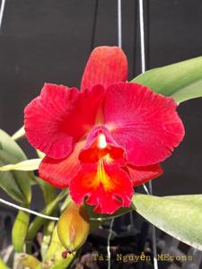 Cattlianthe Sunrise Doll