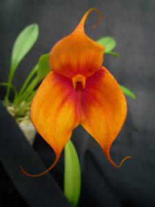 Masdevallia Teipels Veiquisita