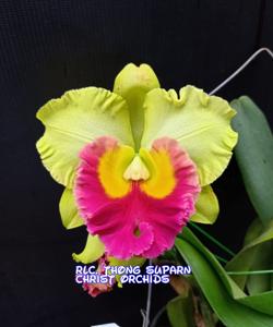 Rhyncholaeliocattleya Thongsupran