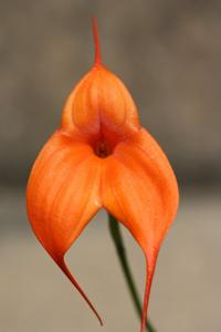 Masdevallia Teipels Falcoveitch