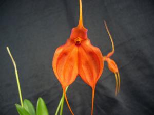 Masdevallia Orange Grove