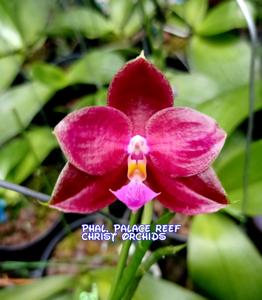 Phalaenopsis Palace Reef