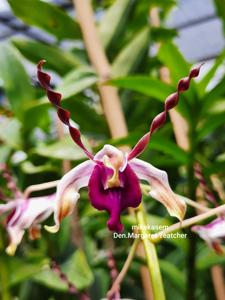 Dendrobium Margaret Thatcher