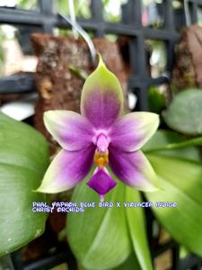 Phalaenopsis Yaphon Blue Bird-violacea