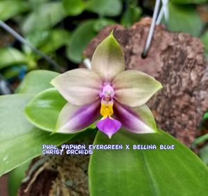 Phalaenopsis Yaphon Everblue