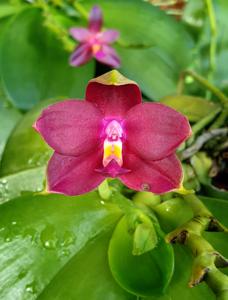 Phalaenopsis Yaphon Oh Mygod-Nicegirl