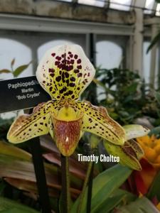 Paphiopedilum Martin