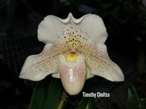 Paphiopedilum Freckles