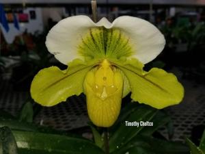 Paphiopedilum Tommie Hanes