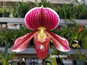 Paphiopedilum Sunset