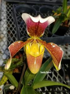 Paphiopedilum Menthule