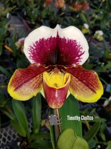 Paphiopedilum Matcheck