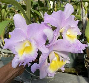 Rhyncholaeliocattleya Mount Anderson