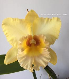 Rhyncholaeliocattleya Rodrigo Suzuki