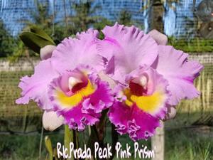 Rhyncholaeliocattleya Prada Peak