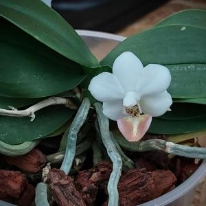 Phalaenopsis Formosa Dream