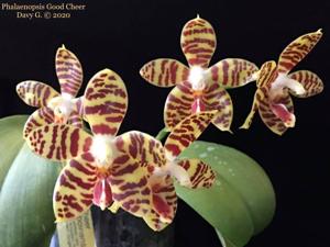 Phalaenopsis Good Cheer