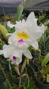 Rhyncholaeliocattleya Liou Hope