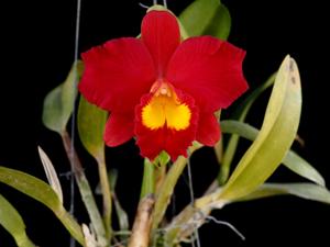 Cattleya Wendy's Valentine