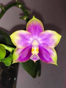 Phalaenopsis Mituo Reflex Bb