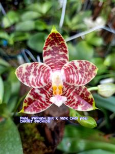 Phalaenopsis SM Antich Supernova