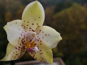 Phalaenopsis Mituo Diamond