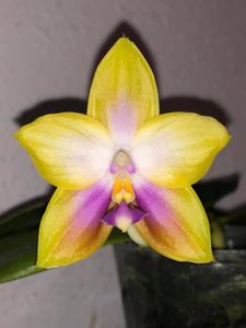 Phalaenopsis Zheng Min Muscadine