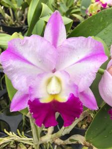 Rhyncholaeliocattleya Robert's Choice