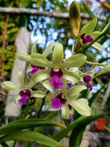 Dendrobium Genting Lipstick