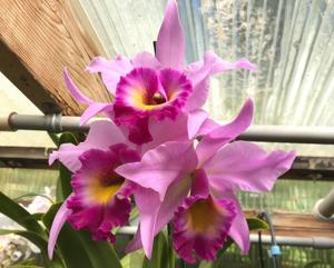 Laeliocattleya Orizaba