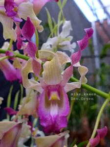 Dendrobium Oryen