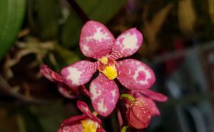 Sarcochilus Heidi