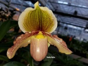 Paphiopedilum Assiniboine