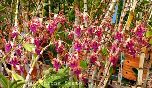 Dendrobium Sharna Seeto