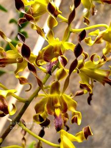 Dendrobium Palu Bangkit