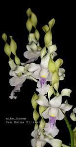 Dendrobium Ratna Ernawati