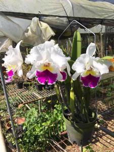 Rhyncholaeliocattleya Chian-Tzy Lass