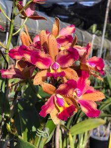 Cattleya Tropical Chip