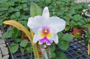 Rhyncholaeliocattleya Warm Color