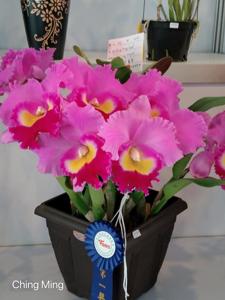 Rhyncholaeliocattleya Qing Ming Jewel