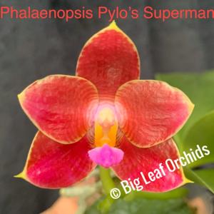 Phalaenopsis Pylo's Superman