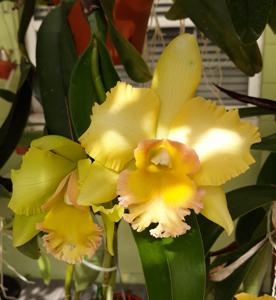 Rhyncholaeliocattleya Malworth