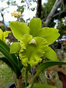 Rhyncholaeliocattleya Prada Green Deluxe