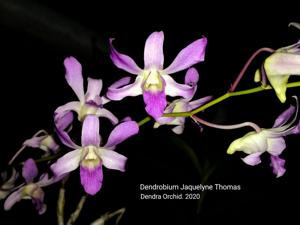 Dendrobium Jaquelyn Thomas