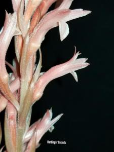 Stenosarcos Vanguard