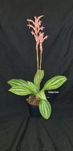 Stenosarcos Vanguard