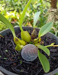 Bulbophyllum Bellrinos