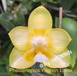 Phalaenopsis Yaphon Lover